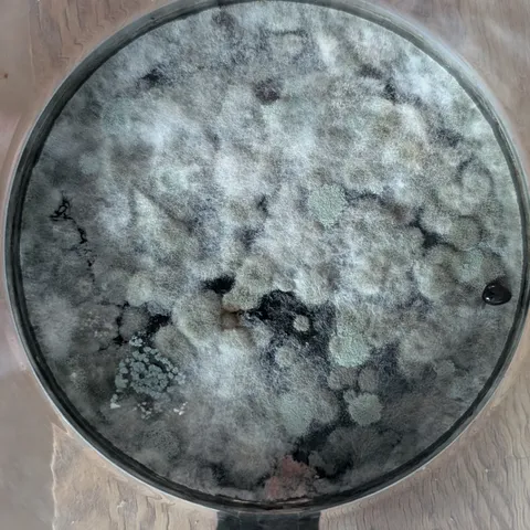 Coffee pot left half full for two weeks while away for summer holidays.