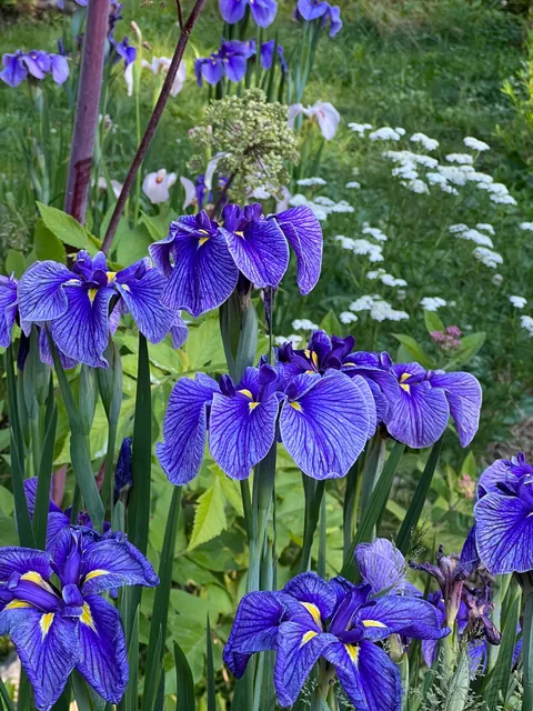 some of the irises around the pond in my garden…. don’t miss the black gem at the end