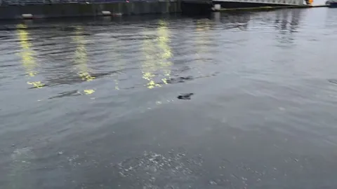 Humpback whale feeding in the Ketchikan harbor