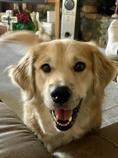 [OC] That Golden Retriever Smile That Fixes Literally Everything
