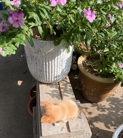 Mom, can I eat grass?🥰