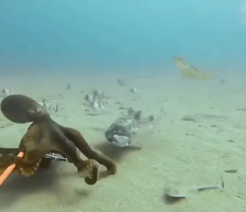 Octopus vs shark!