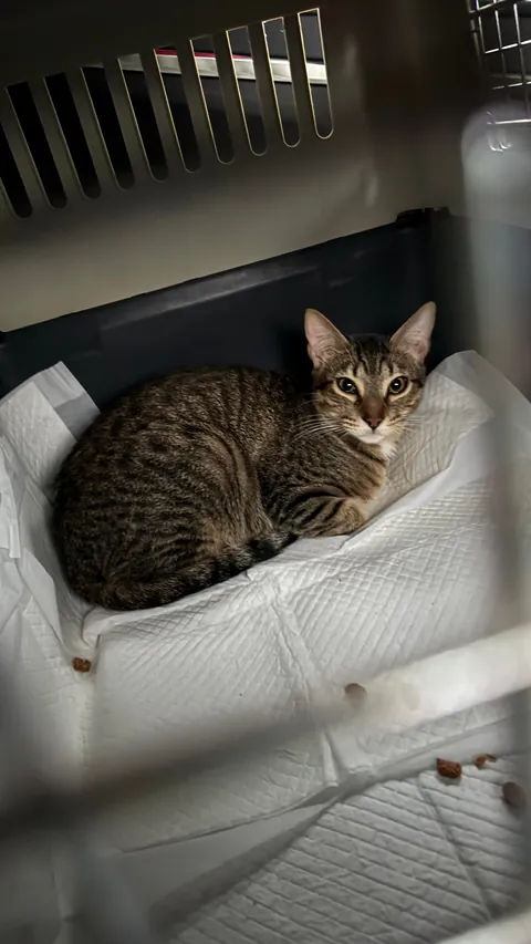 From the streets of Tunisia to the Alps, these two little rescued siblings finally found peace