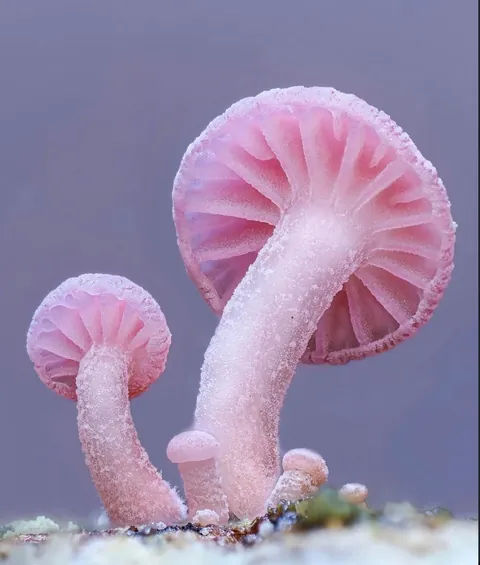 New Zealand photographer takes stunning photos of tiny mushrooms