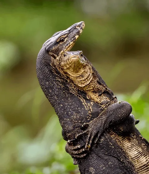 Nominees for comedy Wildlife Photo Of The Year