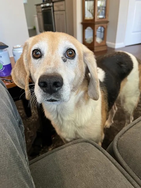 Just spent $180 for the vet to tell me my dog is scared of his own eye floaters