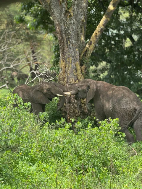 2 weeks of a dream in Tanzania