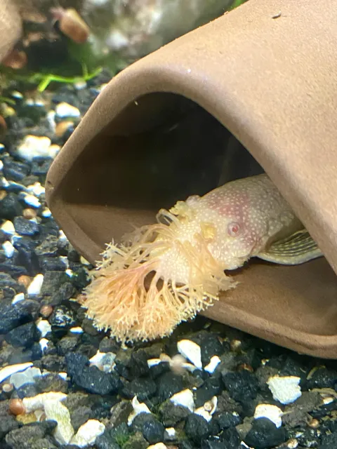 This bristlenose plecostomus was born with a genetic mutation that caused his bristles to grow abnormally long