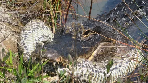 American Alligator predation on invasive Burmese Pythons