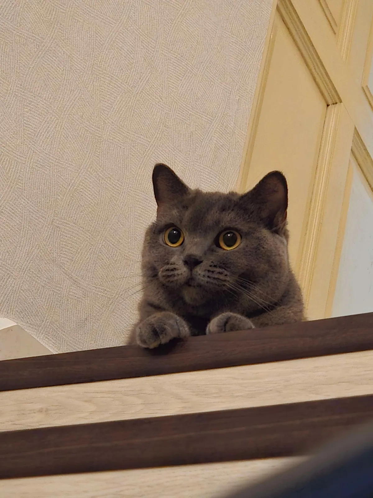 Lost my Orange Queen last week, my other cat and I are struggling.