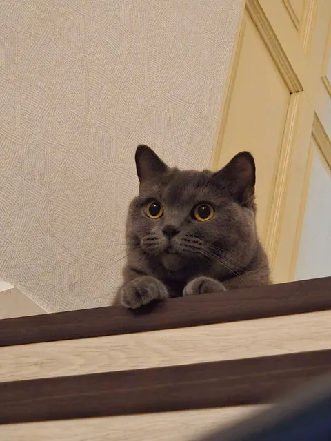 Lost my Orange Queen last week, my other cat and I are struggling.