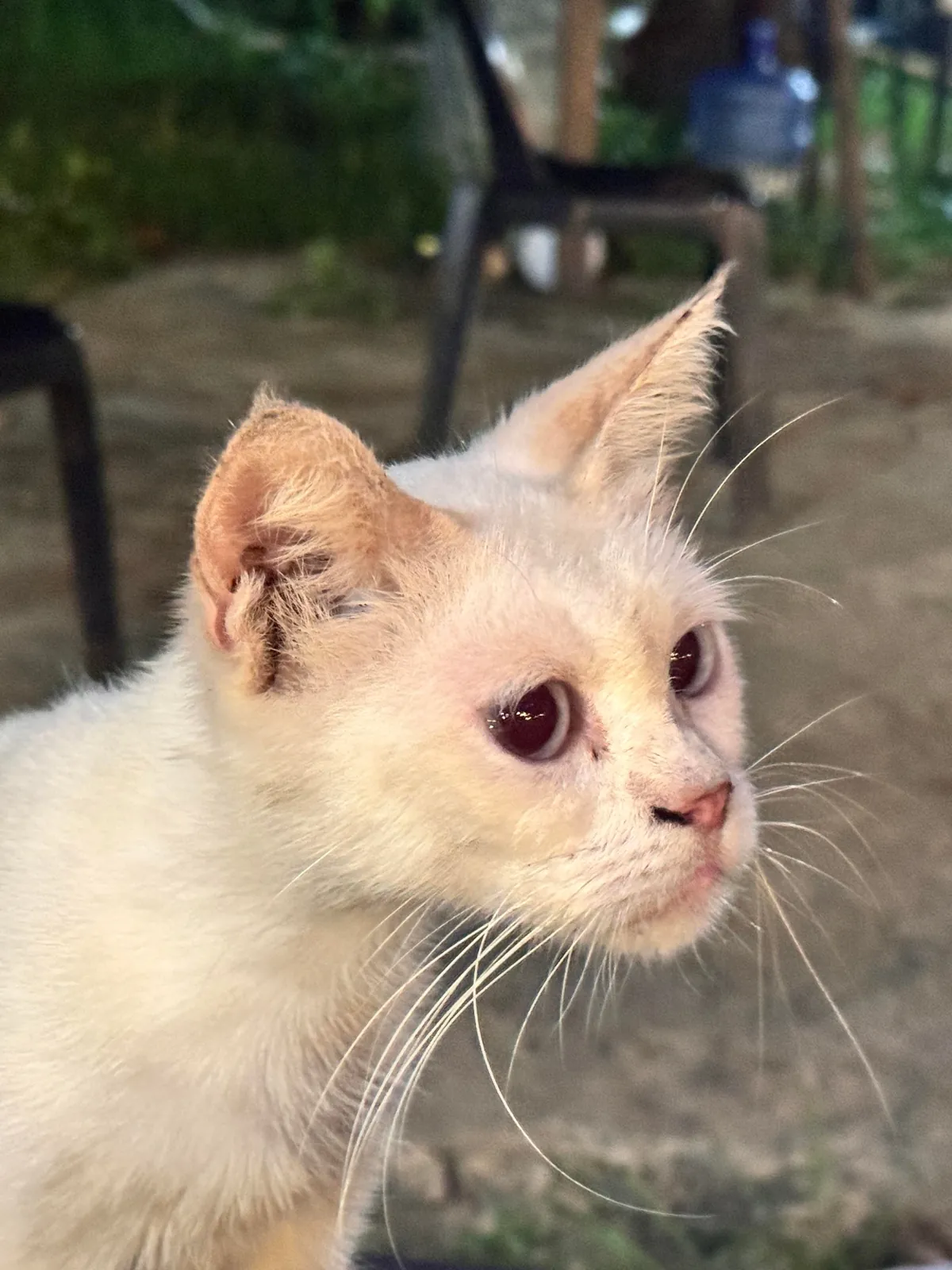 Is it just me or this cat from the food park kinda look like Willem Dafoe?