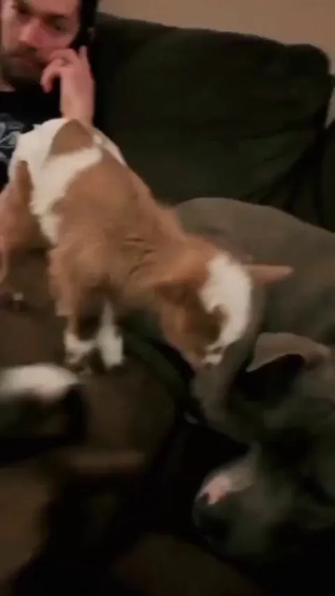 Why is the leaf so chewy?