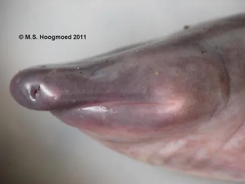 Meet one of the most disturbing animals on earth: the amphibian Atretochoana eiselti