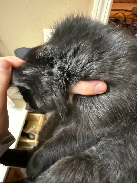 My cat is …. Changing colors? This