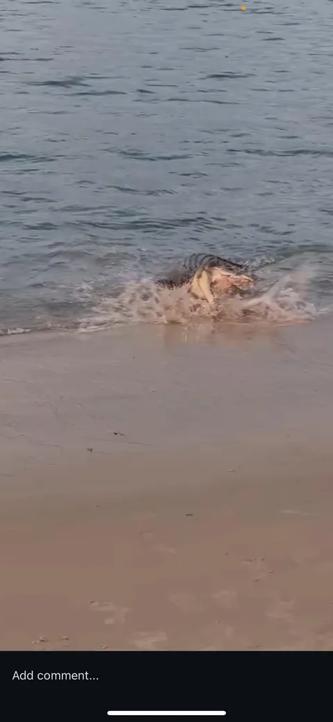 Saltwater croc attempts to eat a shark