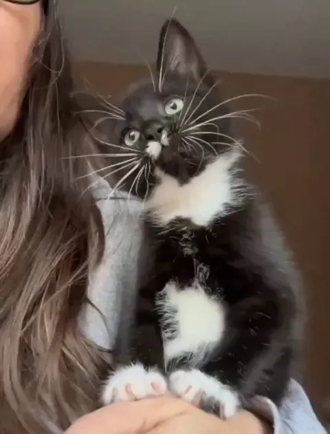 Kitten's reaction to seeing birds for the first time..