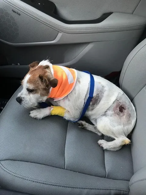 S T R O N G B O Y O(fought off 3 coyotes CREDIT:Norwegianimgurite on imgur)