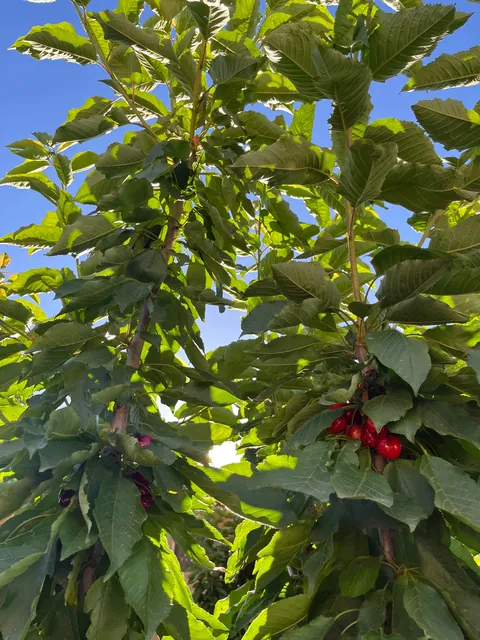 Everything my fruit garden produced this year. I’m so grateful 