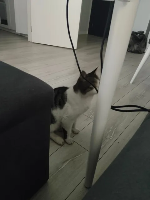 A cat came to visit my hotel room