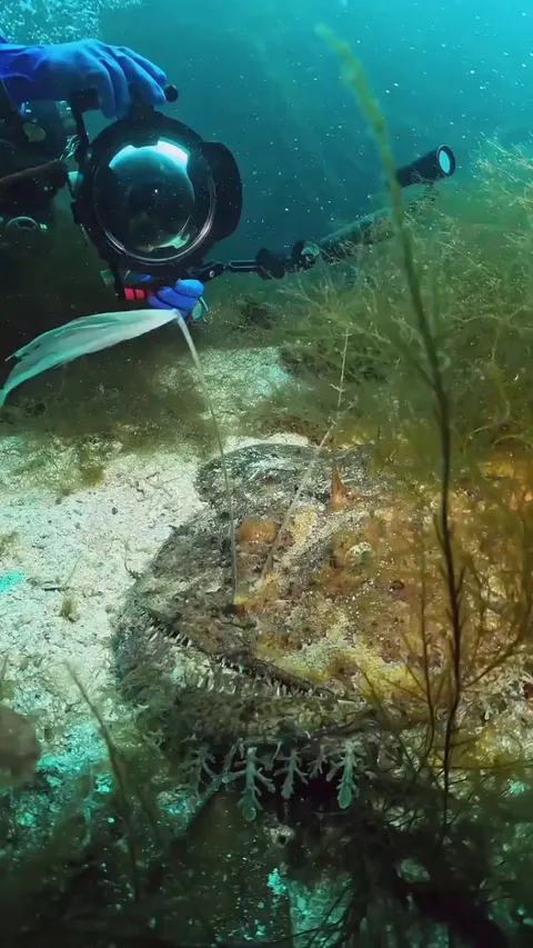 🔥 An Anglerfish doing it's thing in Norway