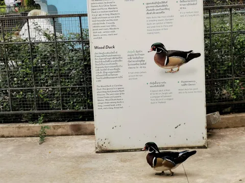 This duck passing by its own sign
