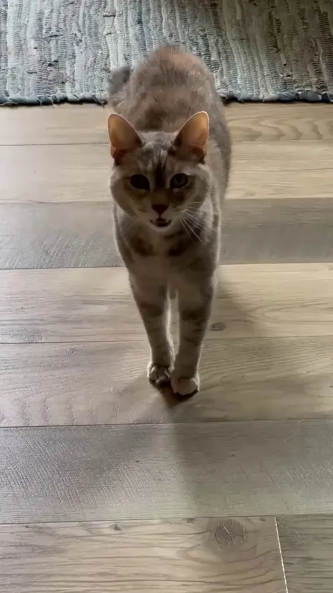 I used to hate this at 2:00 in the morning, but now that she is gone, I miss it.