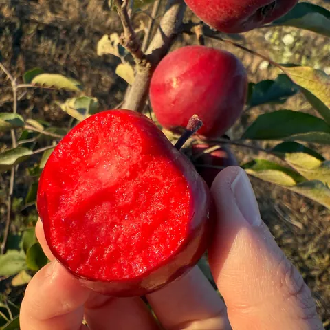The most beautiful apples I’ve grown this year