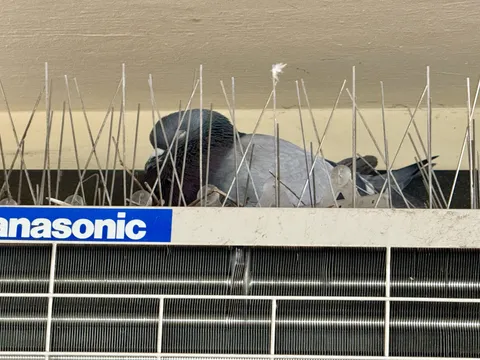 The spikes were meant to keep pigeons away… Not make them feel safe.