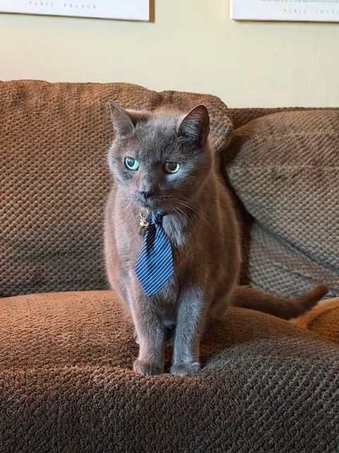They haven’t been hired yet, but they’re dressed for their interviews.