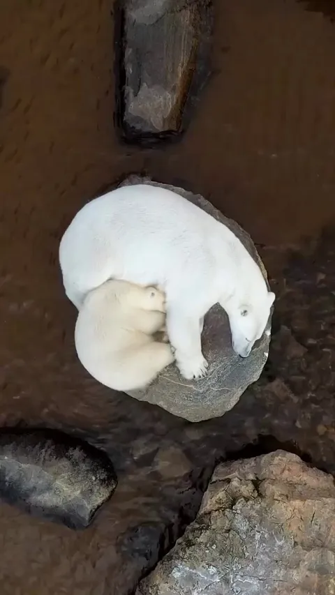 🔥The Polar Bear (Ursus maritimus)