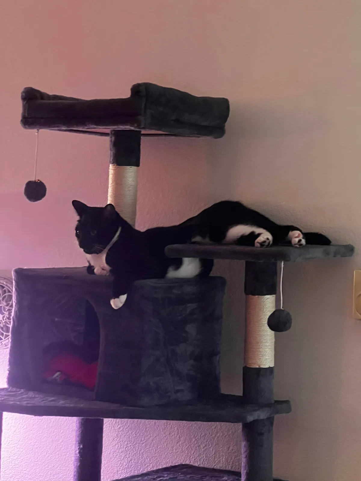 Show me the funniest pictures of your cats