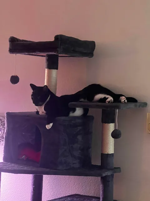 Show me the funniest pictures of your cats