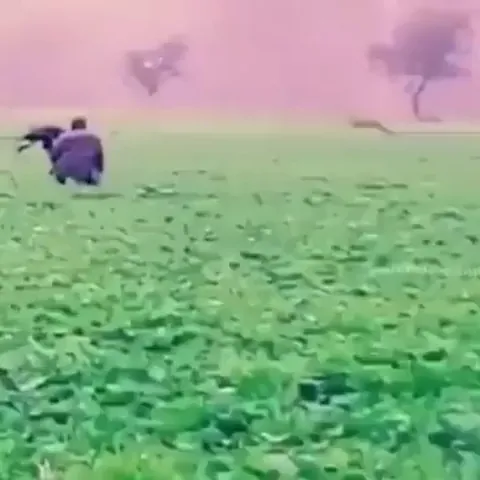 Catching a Deer with an Eagle!