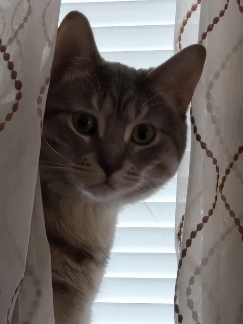 Bf is packing to move out. Make me feel better with cat pics or something.