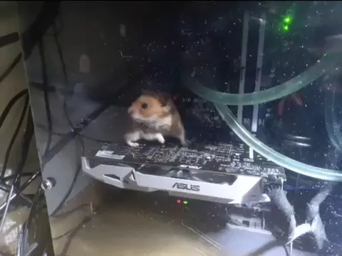 So yesterday my hamster escaped from his cage and somehow ended up inside my computer. My pc no longer works..