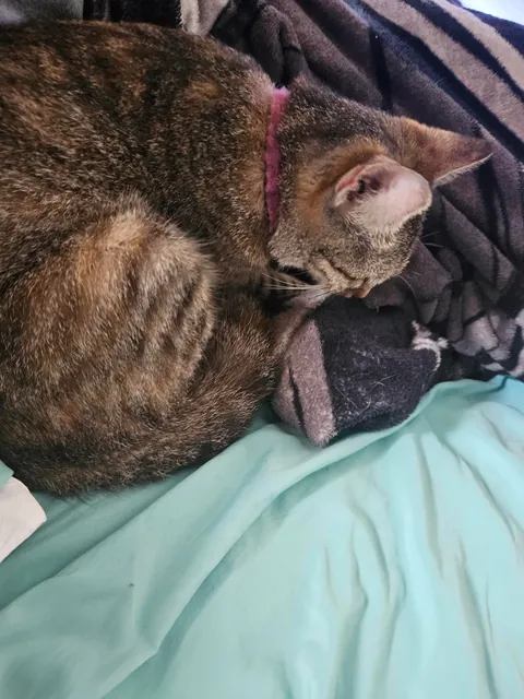 My girl lost her babies. I dont know what to do.