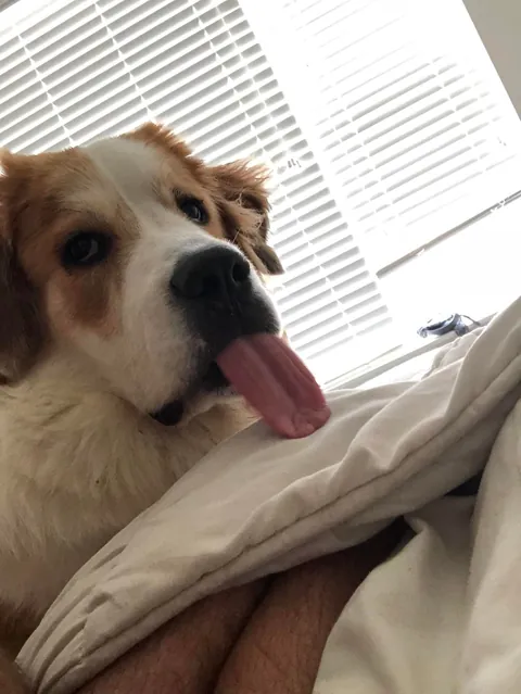 Lily Lotte the Orange Dreamsicle