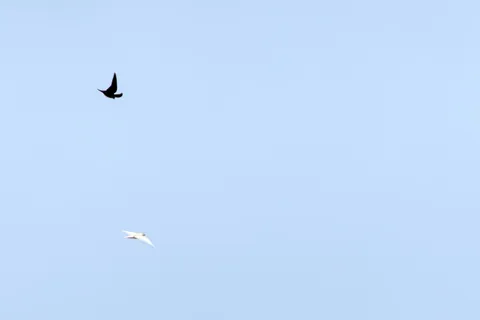 🔥 This leucistic barn swallow (Hirundo rustica) in Cantabria, Spain