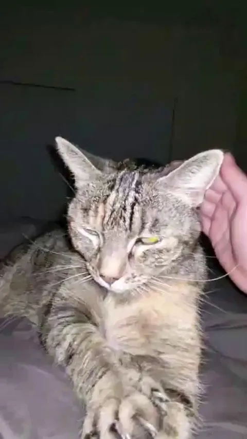 My best friend Stella crossed the rainbow bridge last year on the 18th of May from cancer. She was 14. I miss her so much.