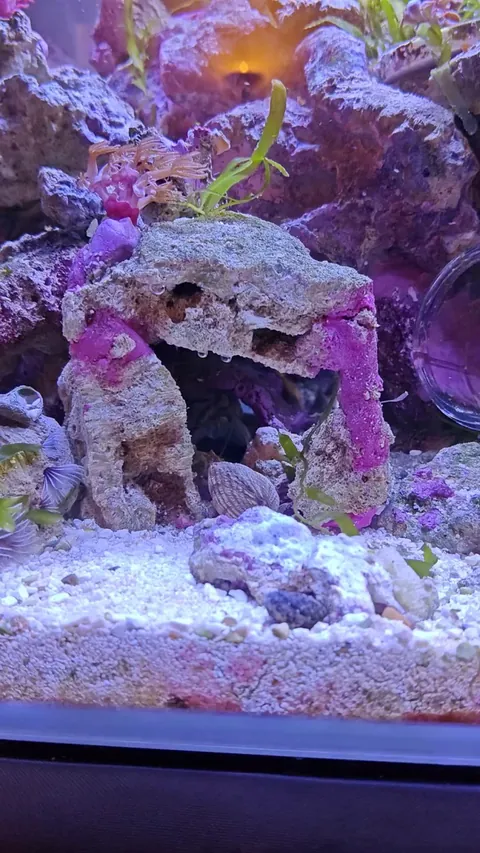 My mantis shrimp has strong opinions about this clam.