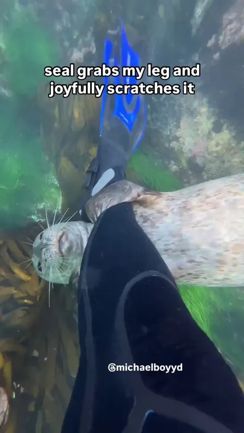 🔥Seal Getting Affectionate With Divers Leg