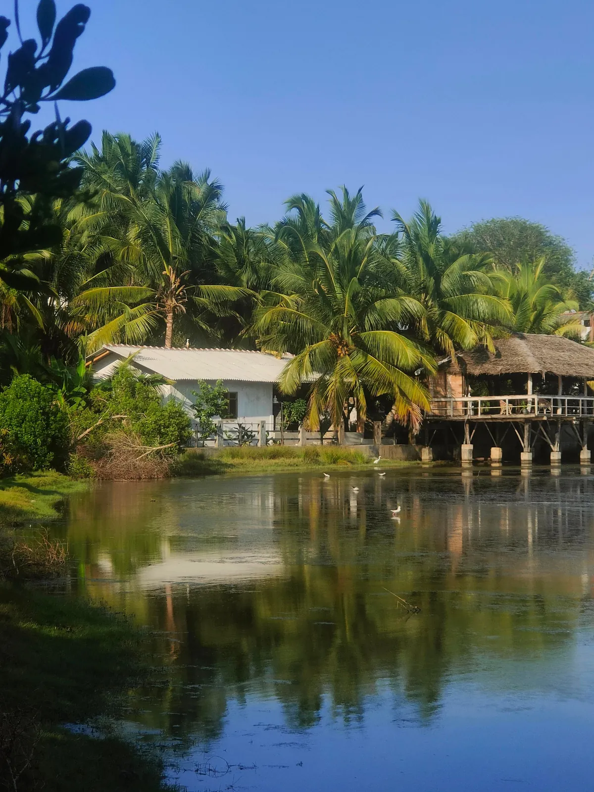 Sri Lanka : sun, tuk-tuks and mild disappointments.