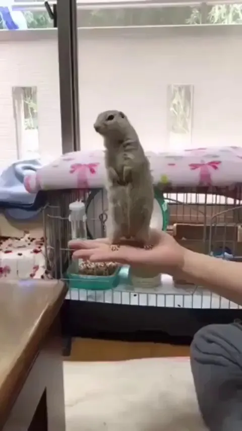 Amazing natural suspension