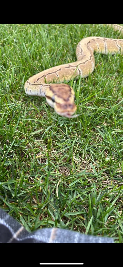 asked for a tattoo of my snake and they did NOT disappoint