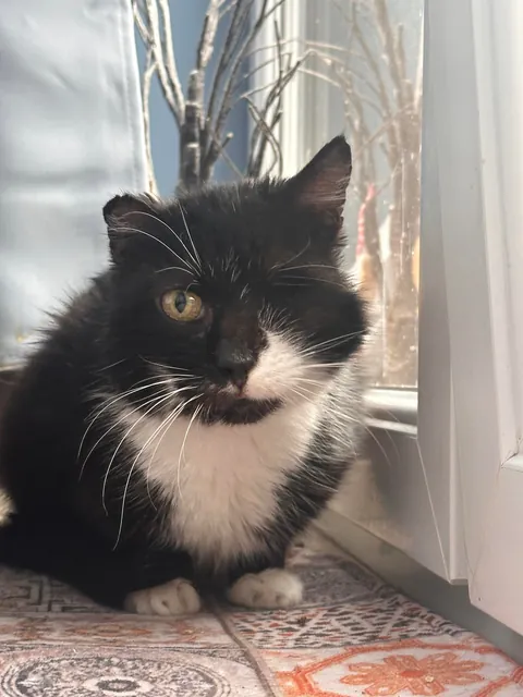 My perfect foster Dziadek passed away. He was so full of life despite the years as a neglected stray.