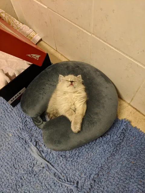 Kitten Derp &amp; then she glowed up. But still a derp.