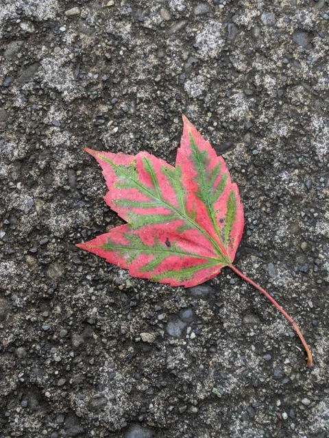 Pretty leaf pattern