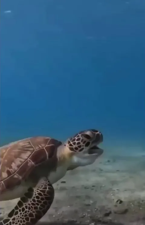 Sea Turtle shows disgust at eating something repulsive