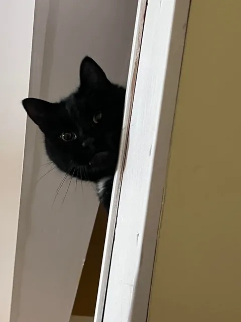 My boy James Washington demanding food in his “upstairs” dish…